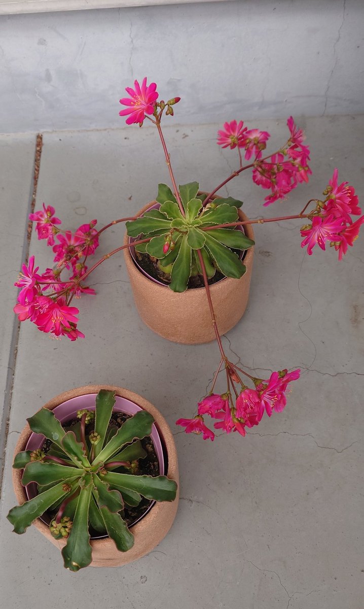 昨日はめちゃめちゃ寒かったですね。今朝のレウィシア花の終わりと始まりと

主が新年会激飲み中にも寒空の下冷たい風の中でも咲きほこる健気🙏

明日からまた大寒波!?本日ははぴふらで