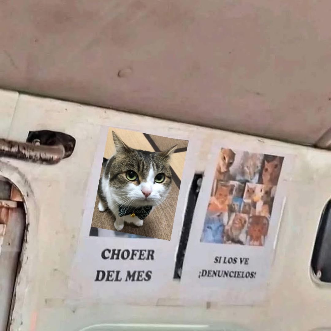 Bm67181147's tweet image. Sin hacer nada 😸