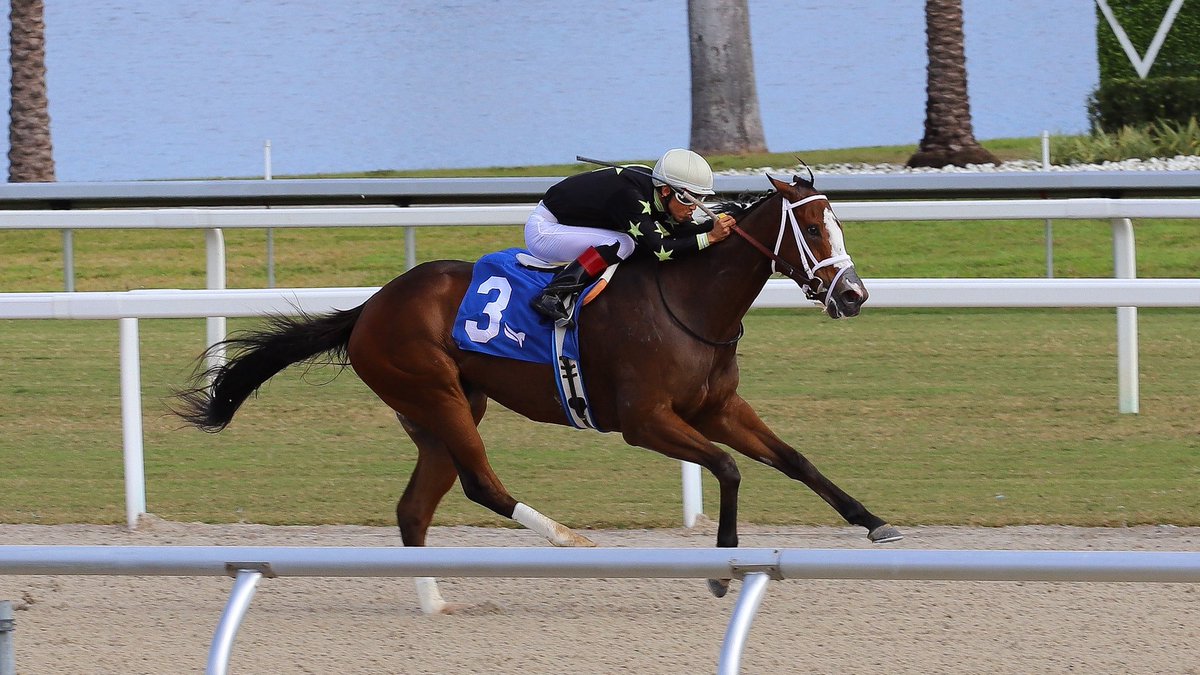 Saffie Joseph Jr. tweet media