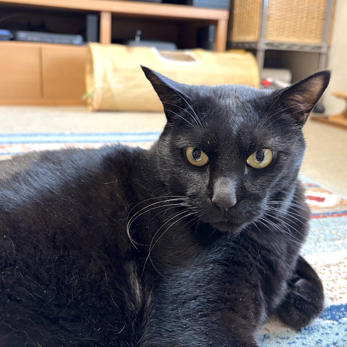 noco20260109 #ノコフォト #黒猫 #blackcat