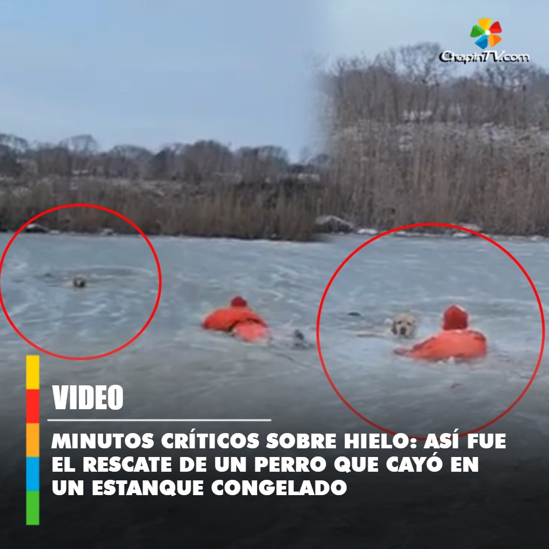 chapintv_'s tweet image. 🔴 Minutos críticos sobre hielo: así fue el #rescate de un #perro en un estanque congelado (#VIDEO) ➡️ bit.ly/3Z4Rvrk