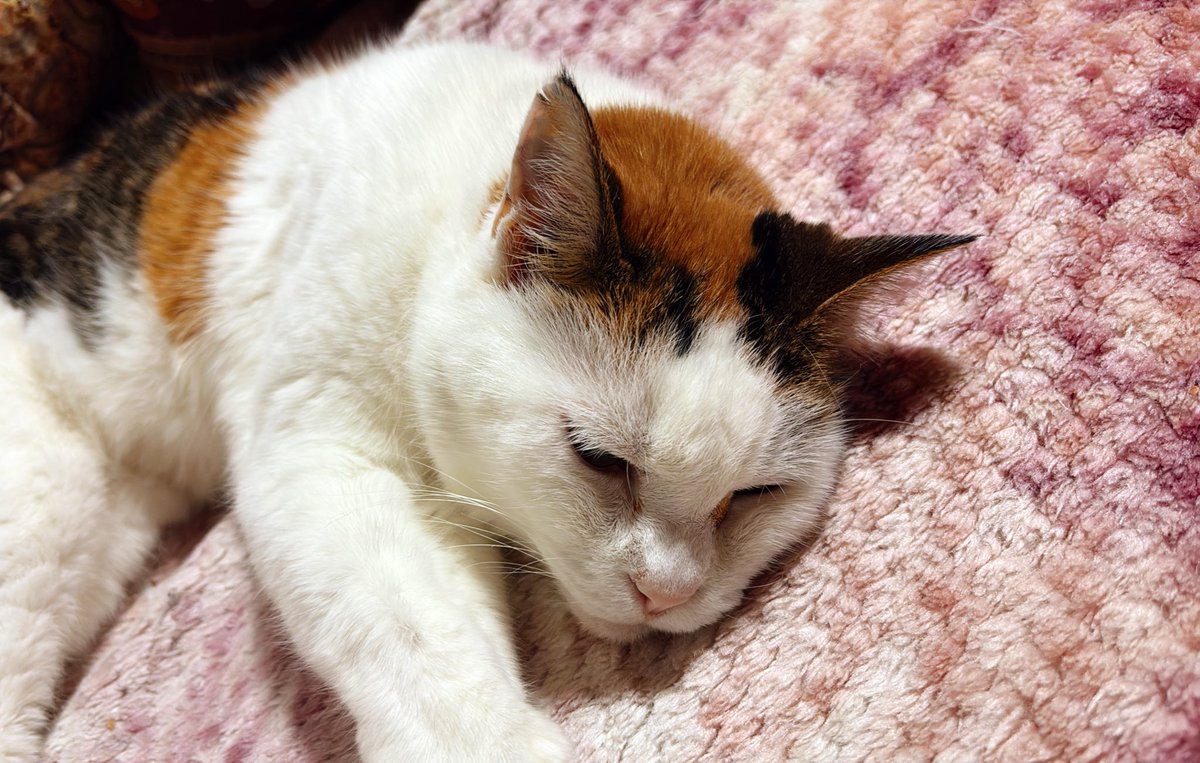 パンダ様のページです☆ WMgIzzQBzrWOMT5 こちらこそよろしくお願いいたします(*'▽'*)ニャ