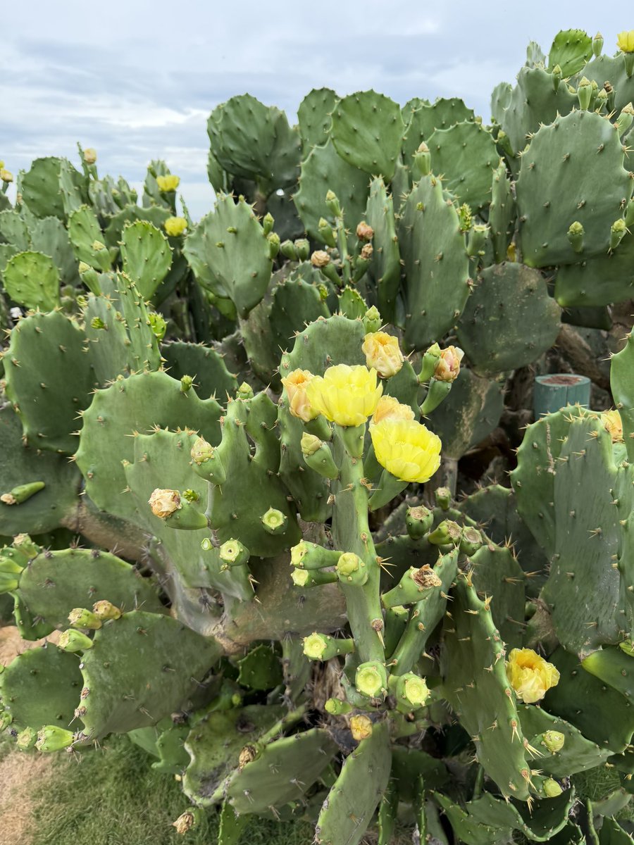 Temos espinhos, mas também florescemos 💚