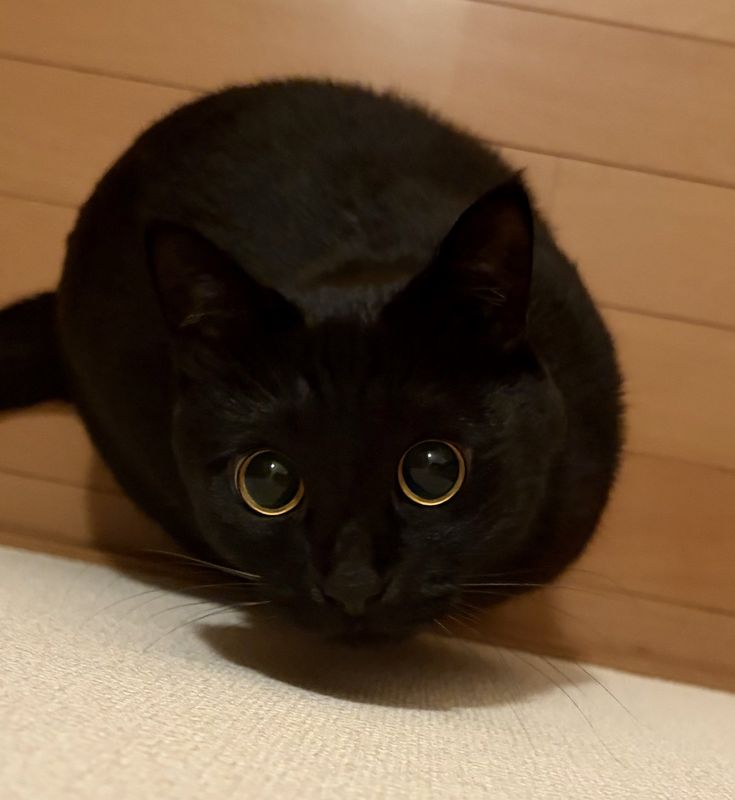 nekocatts's tweet photo. A void https://t.co/zoswO06zfK