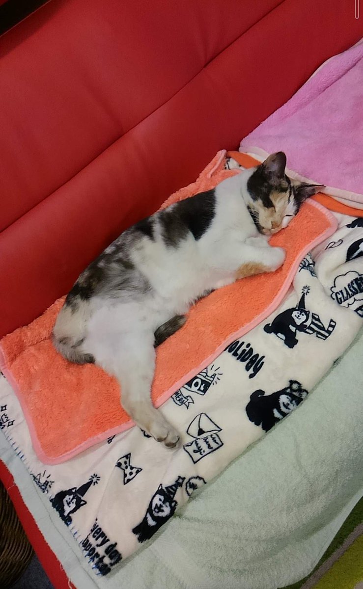 ミケちゃん写真集】 10年前の今日のミケちゃん。あの頃からずっとこの