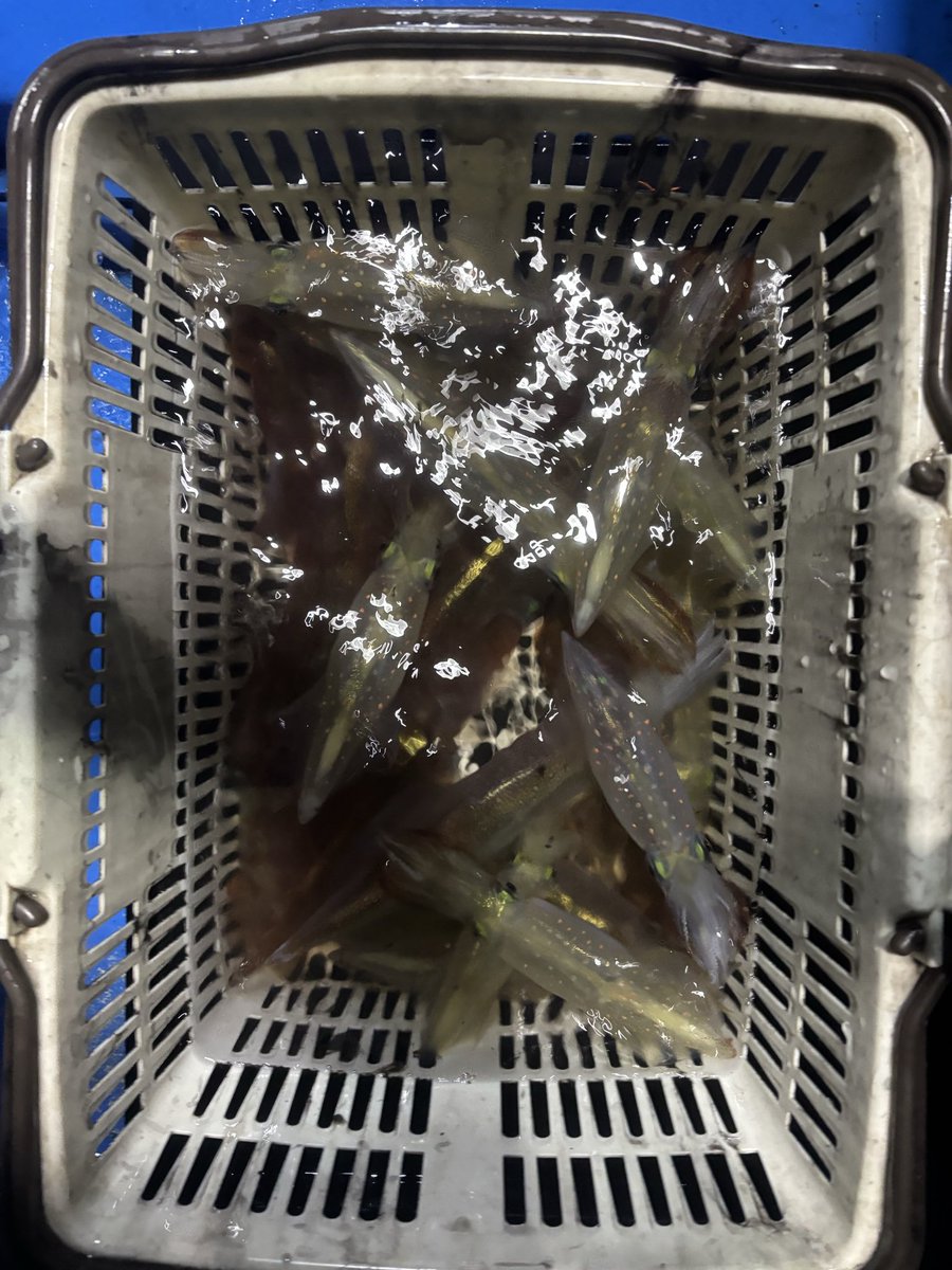macau_mp68's tweet photo. 初釣り🦑
中盤ウネって船グラグラでキツかったけどケンサキ、ヤリ合わせて35と何とか良い釣果に！
良い初釣りでした😊

＃釣り
＃イカメタル https://t.co/s1PZjgxOq9