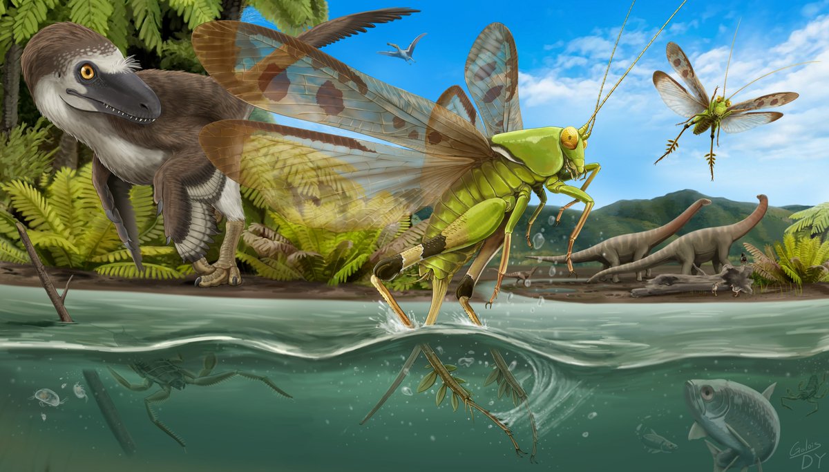 GaloisDY's tweet image. My paper and my paleoart.

Kim et al. (2021) The first orthopteran fossils from the Lower Cretaceous (Albian) Jinju Formation of Korea: ethological implications for elcanids

doi.org/10.1016/j.cret…