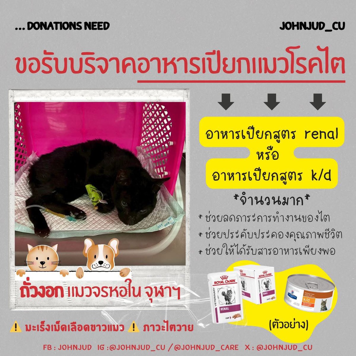 johnjud_cu's tweet image. ขอเปิดรับบริจาค “อาหารเปียกสูตร renal หรือ k/d อาหารแมวโรคไต”🐱🥫
สำหรับ น้อง #ถั่วงอก_JohnJud (แมวจรจากหอพักนิสิตจุฬาฯ) 

ประวัติ: ช่วงที่ผ่านมา น้องถั่วงอกมีอาการซึม ป่วย มีไข้สูง น้ำมูกไหล และเหงือกอักเสบ จึงถูกพาเข้ารับการตรวจและรักษาอย่างเร่งด่วน
