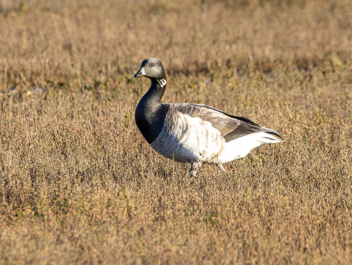 Garbo69's tweet image. Pale Bellied Brent Goose at Seaton Snook, Teesside on Wednesday,  7th January.  @teesbirds1 @teesmouthbc @TeesmouthNNR @DurhamBirdClub @RSPBbirders @WildlifeMag @BBCSpringwatch