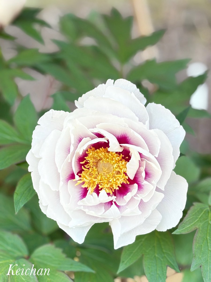 けいちゃんページ けいちゃん (@k1222_keichan) / Posts / X