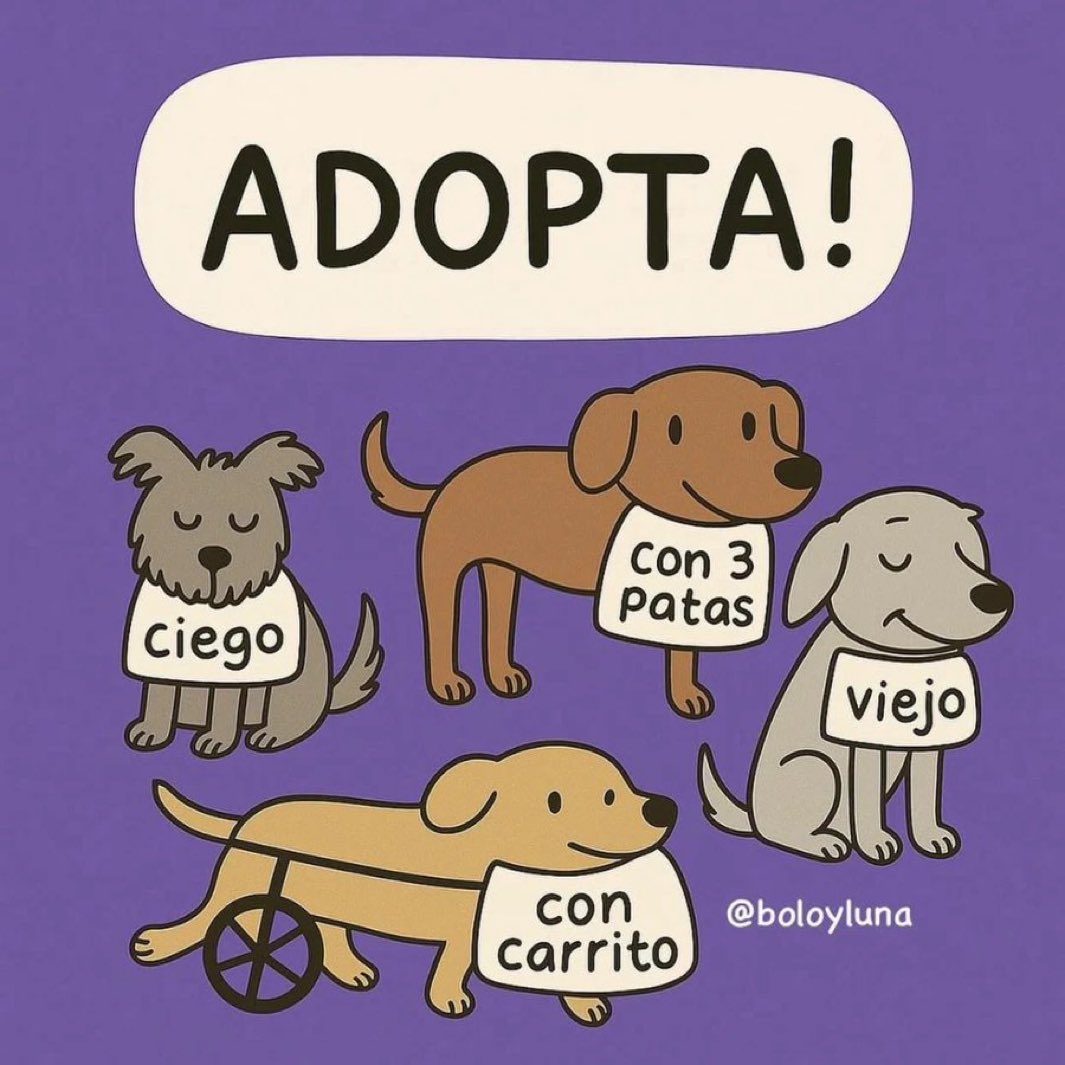 DiloConPerritos's tweet image. Ama a los rechazados ❤️‍🩹