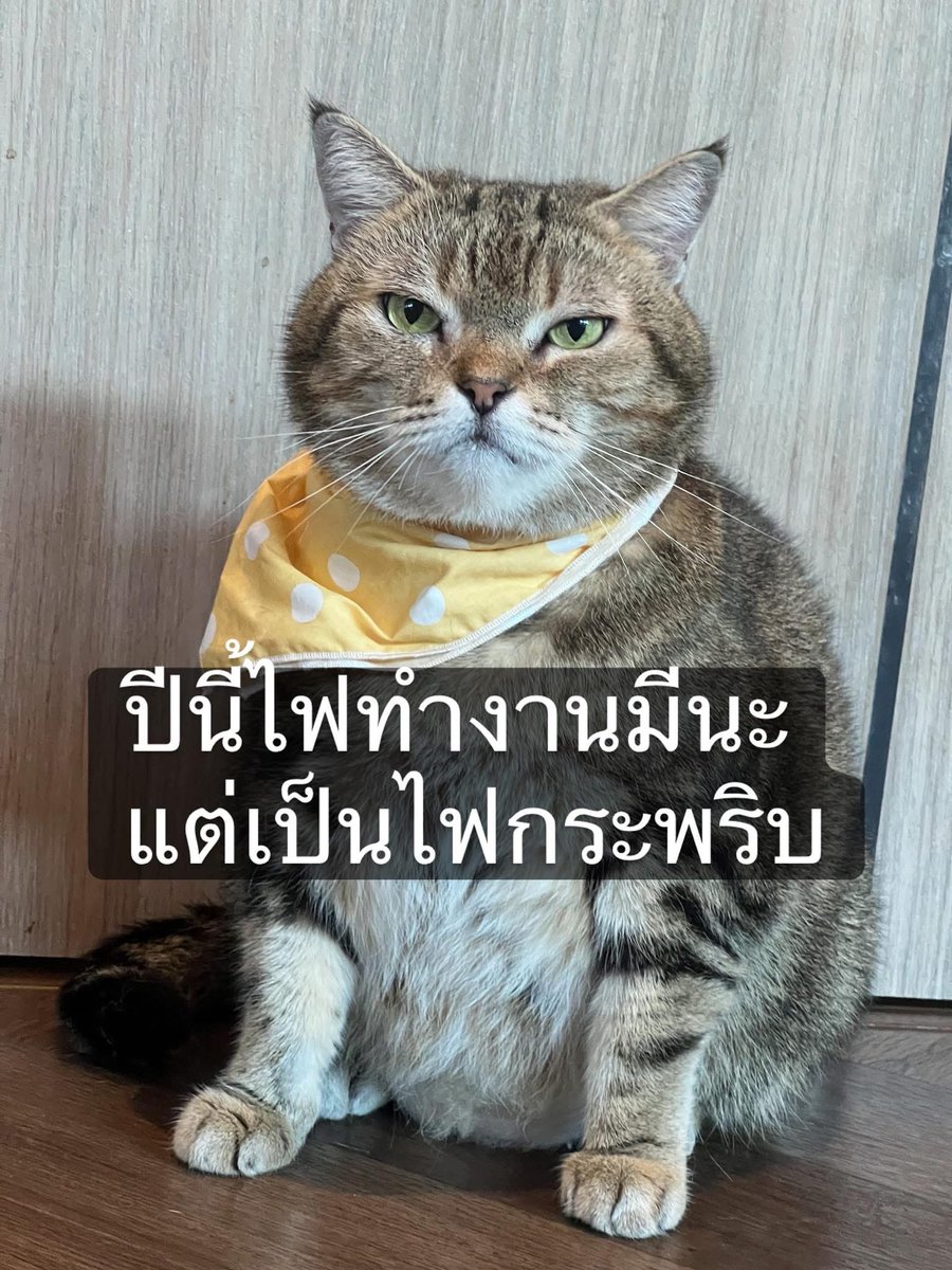 ครอบครัวไข่ tweet media