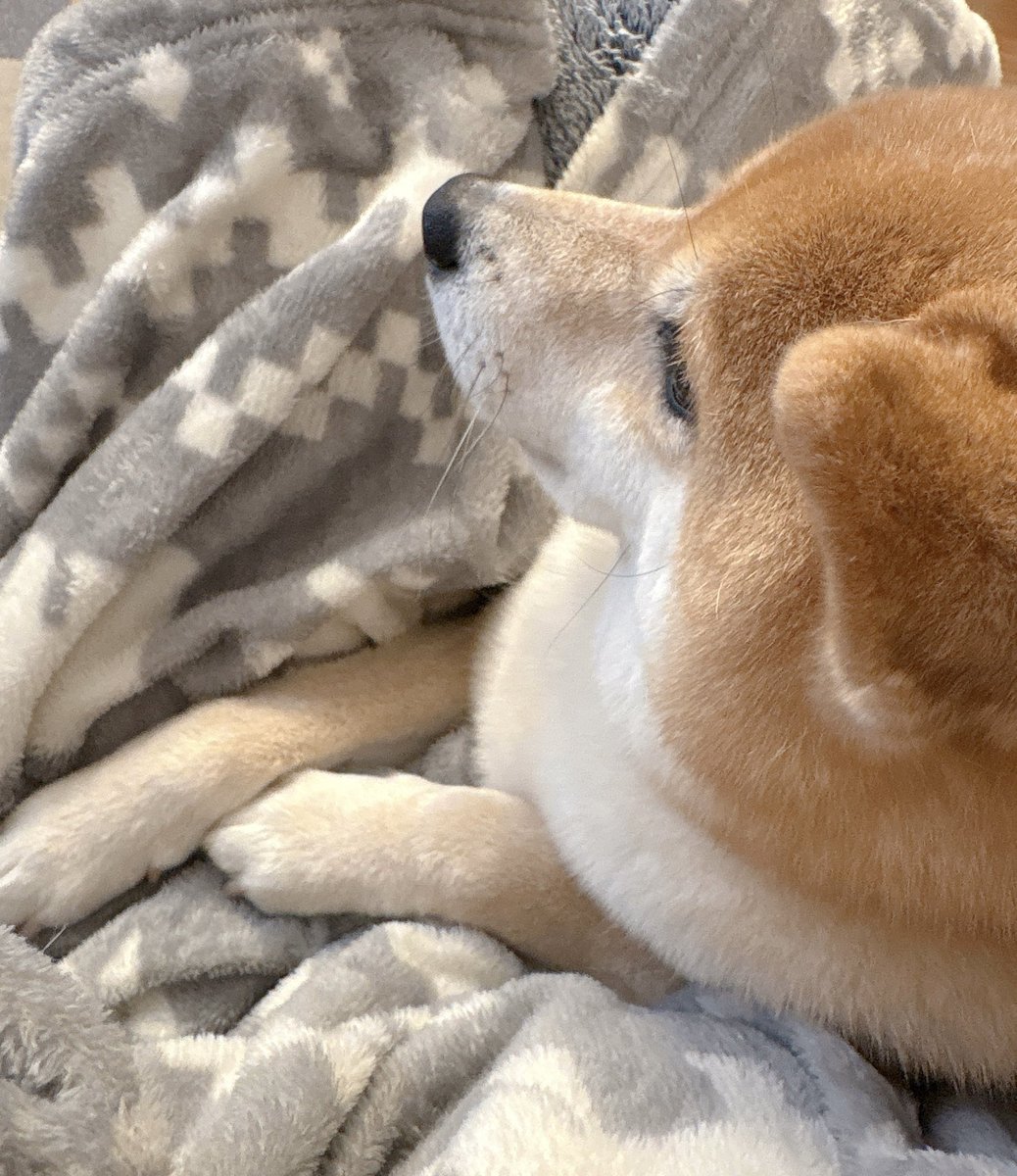 柴犬むぎ (@shiba_inu_mugi) / Posts / X