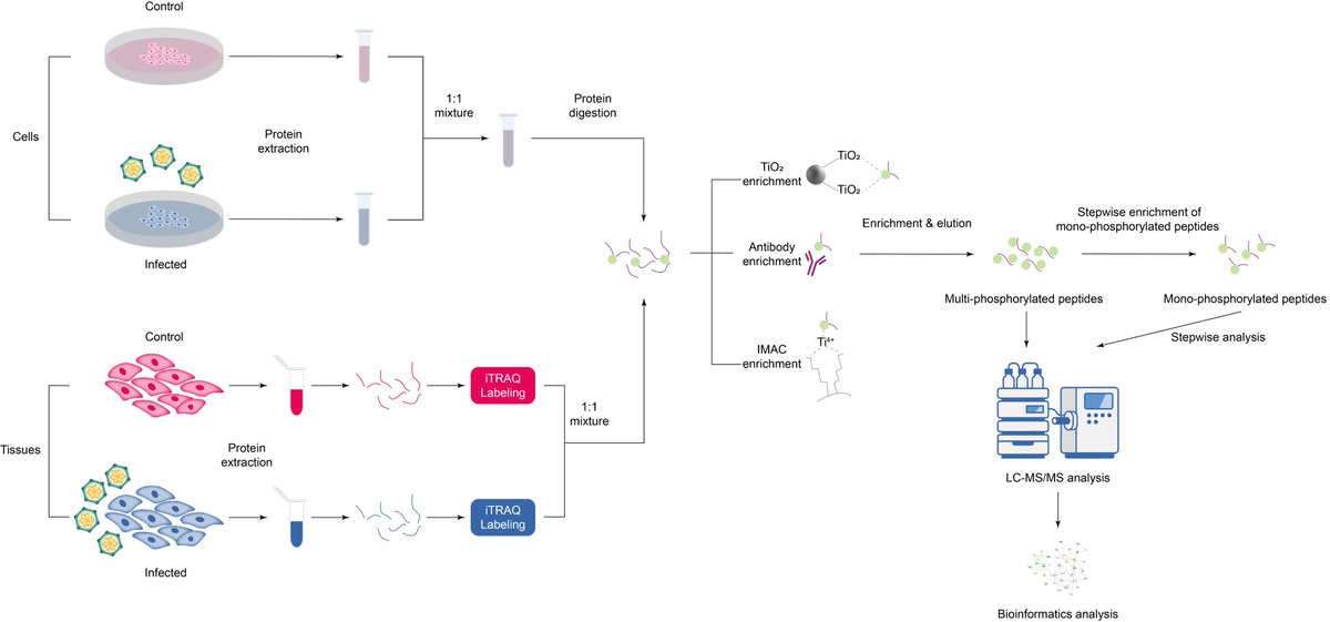 Protein phosphorylation is a key post-translational modification regulating cellular processes such as signal transduction, enzyme activity, and protein function (turn0search2).
🔗 antiviral.creative-diagnostics.com/phosphorylatio…
#ProteinScience #PhosphoAnalysis #Biotech