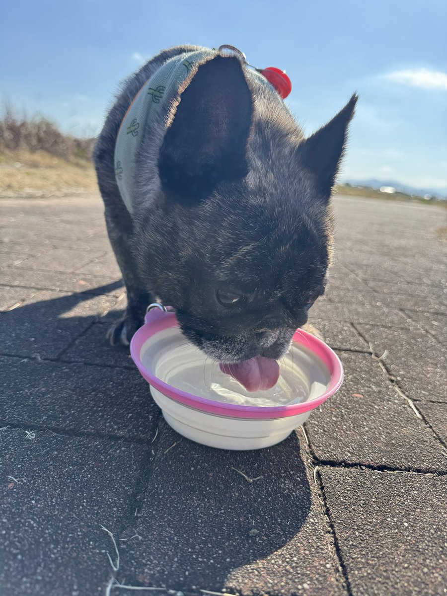 RAV0310's tweet photo. お散歩日和🐶✨ https://t.co/QxhR02E3Gm