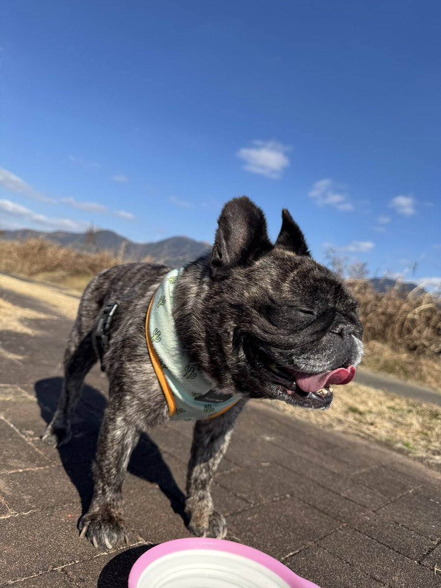 RAV0310's tweet photo. お散歩日和🐶✨ https://t.co/QxhR02E3Gm
