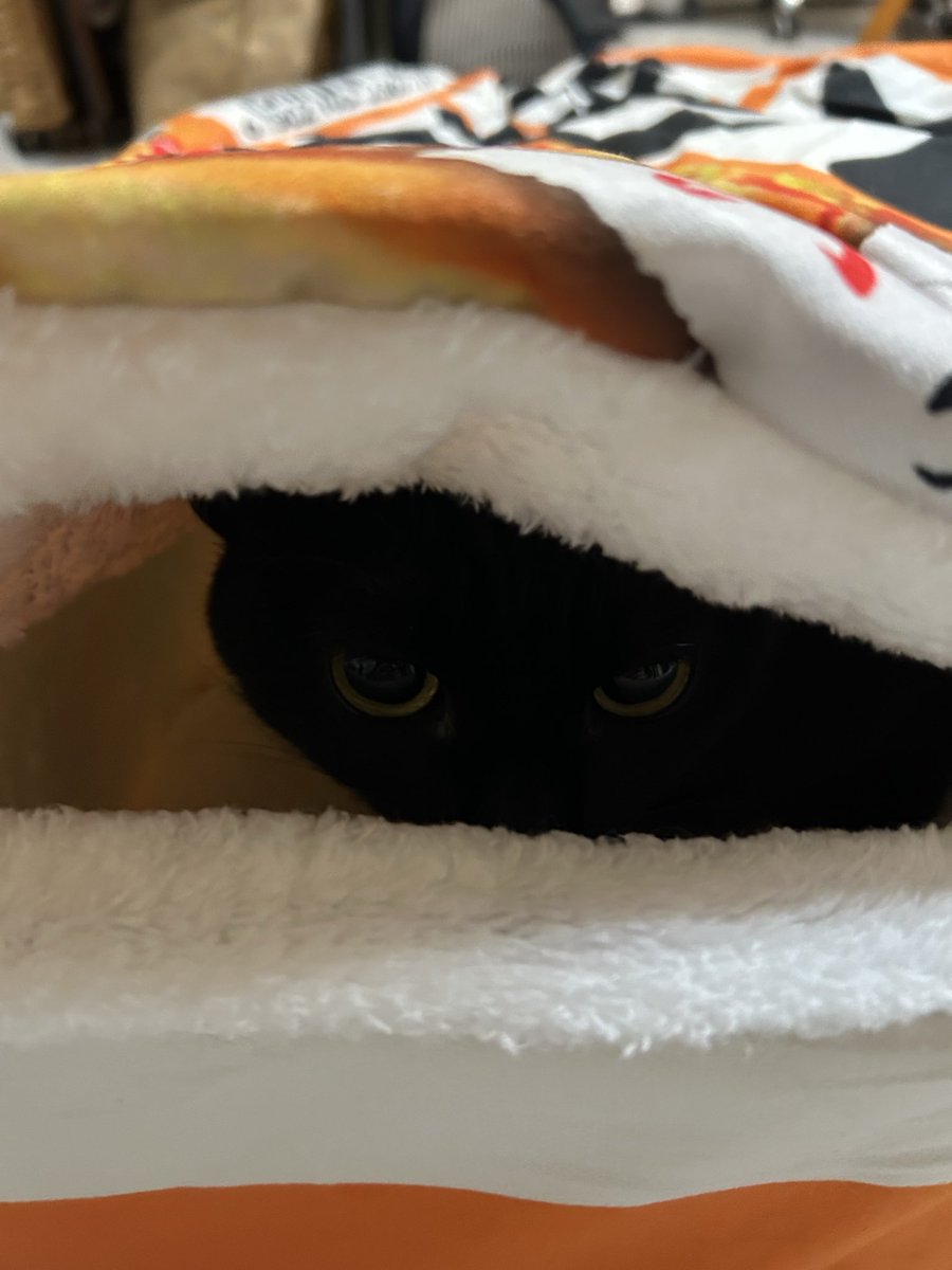 cat___wizard's tweet photo. 我家女兒好可愛 https://t.co/WJS4pCUx05