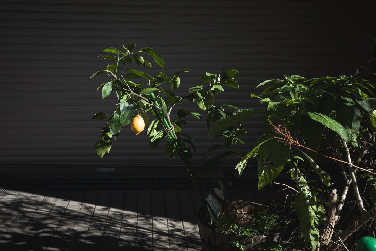 Koh (@caprice_koh) on Twitter photo 