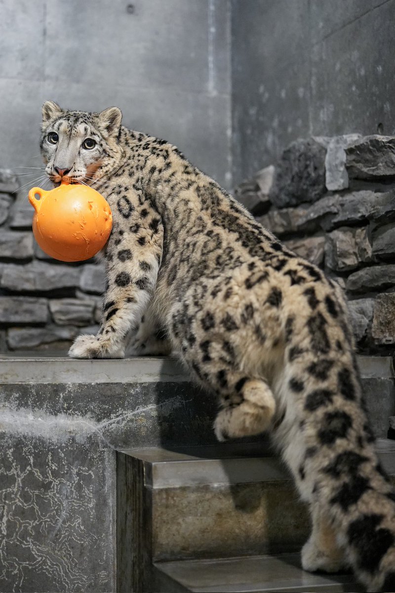 オレンジボールみんなに見せてる☺️🟠💕

 #いしかわ動物園
 #ユキヒョウ
 #ヒメル
📷260108