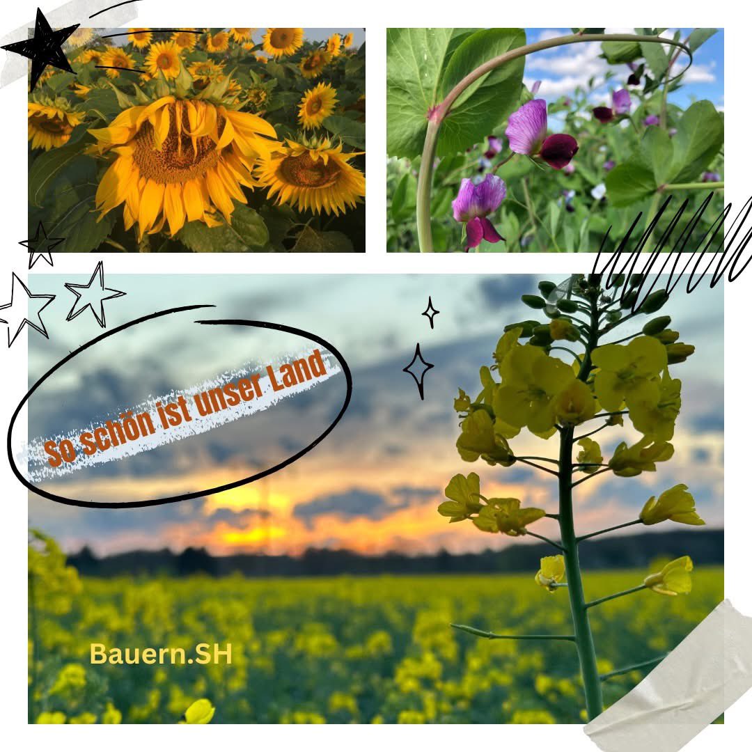 Bauern.SH tweet media