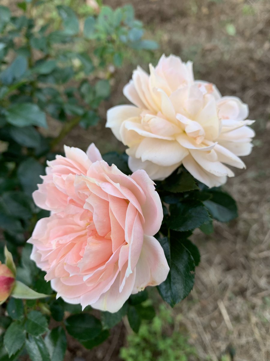 By valuing things based on personal standards rather than prices, we can uncover deeper value in even the smallest items, fostering gratitude and appreciation. Similarly, knowledge becomes more meaningful when shared or applied, enriching our lives and enhancing fulfillment.