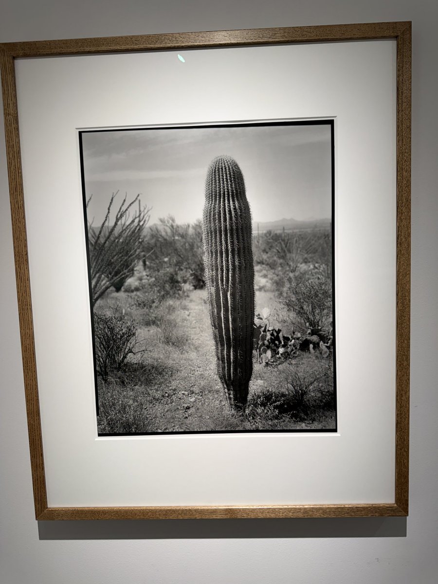 PGIで今日から始まった三好耕三写真展「1620 CACTI」。16x20の大型カメラで撮ったアリゾナのサボテンがずらり。なんとコンタクトプリント！アメリカ西部の荒野に生い茂るサボテンを実際に見て見たくなった。
pgi.ac/exhibitions/11…