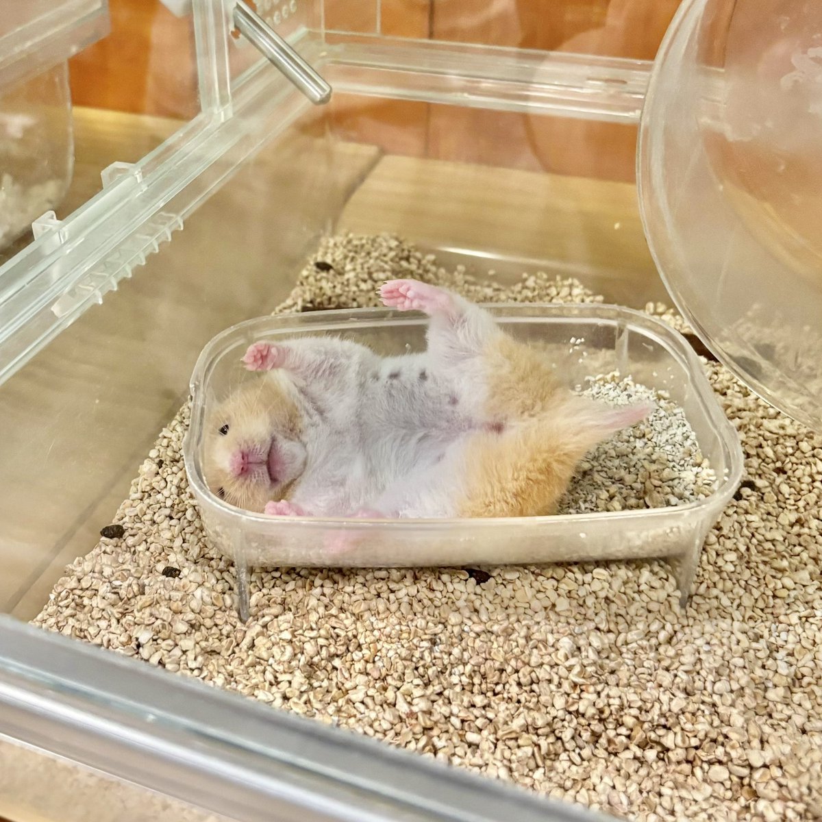 ももさま確認ページ♡ なにこれーかわいい