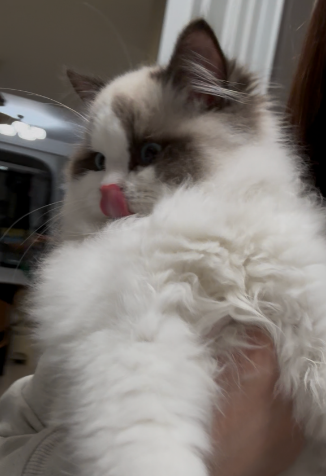 YvonneZeng6's tweet image. Hello everyone, I am CAT
#cat #catplush #Ragdoll