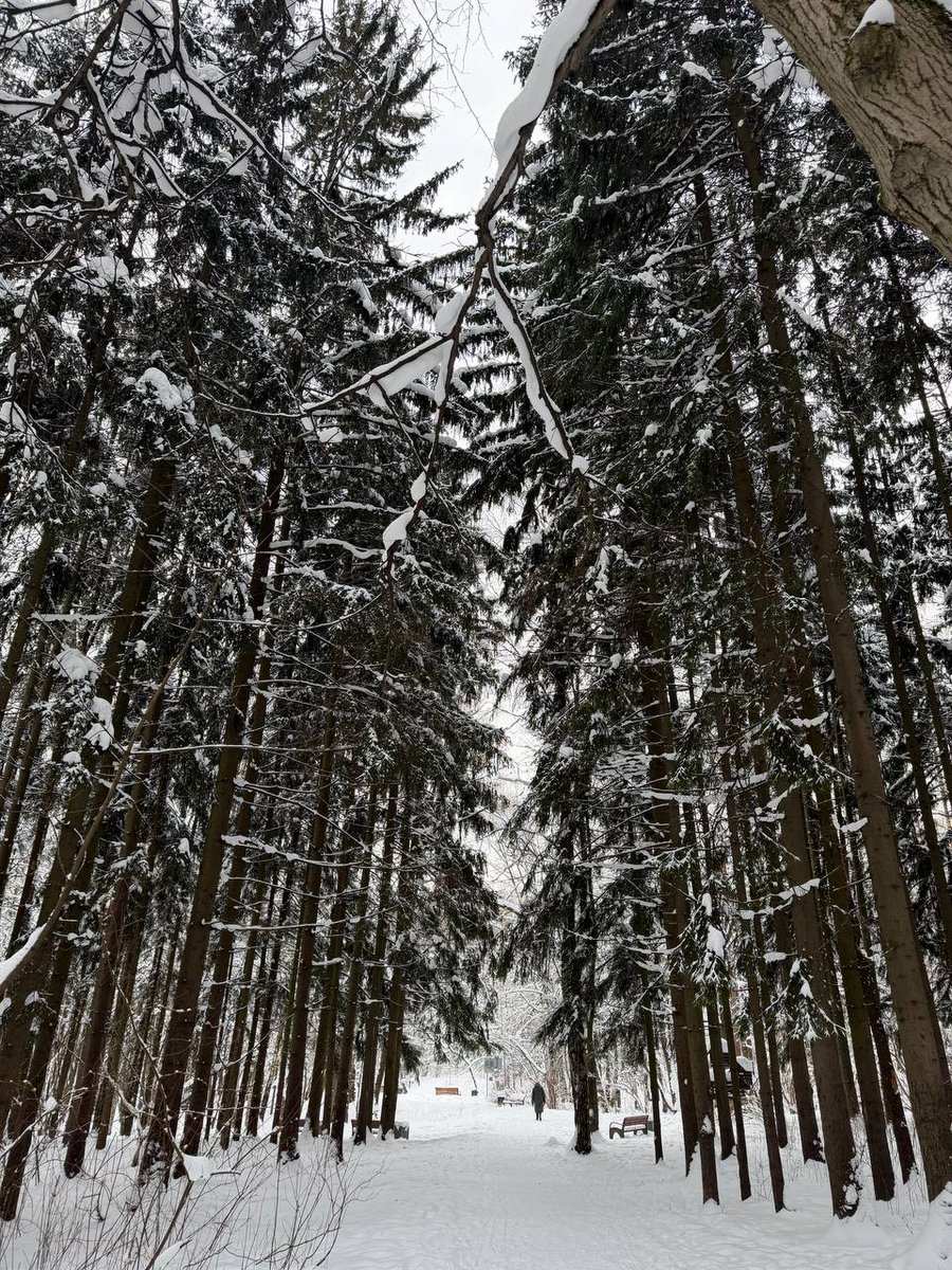 Svetlan44474521's tweet image. Зимний Битцевский лес🌲🌲🌲🌲