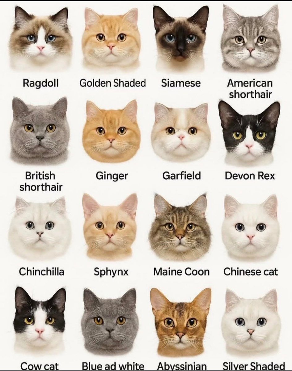 cats with powerful impression 🐾 tweet media