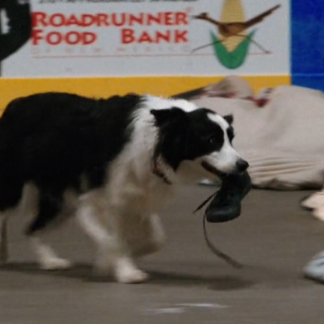 shoutout bear jordan
pluribus da goat