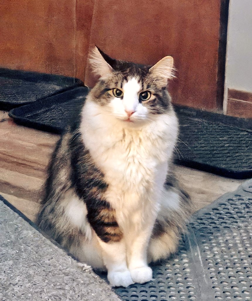 EdFatherOfCats tweet media