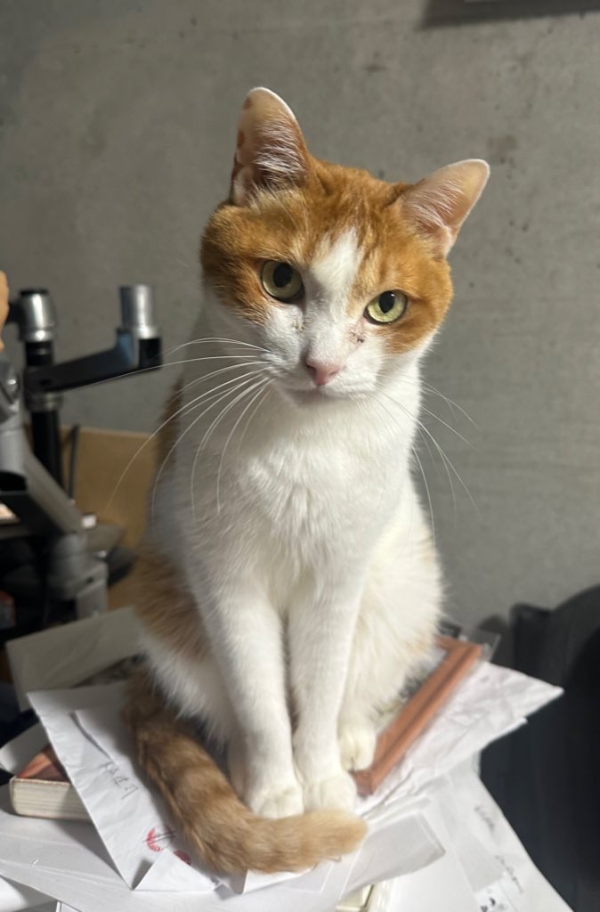 闘病中だったうちのヤマト永眠しました。

9歳と10ヶ月です。もう少し幸せな時間をあげたかったけど
在宅業というメリットを活かして、彼と
たくさん一緒に過ごせたので悔いはないです。

2016年に僕がちっとも漫画売れなくてお先真っ暗な時に
当時漫画家同士でシェアハウスしていた我が家に 