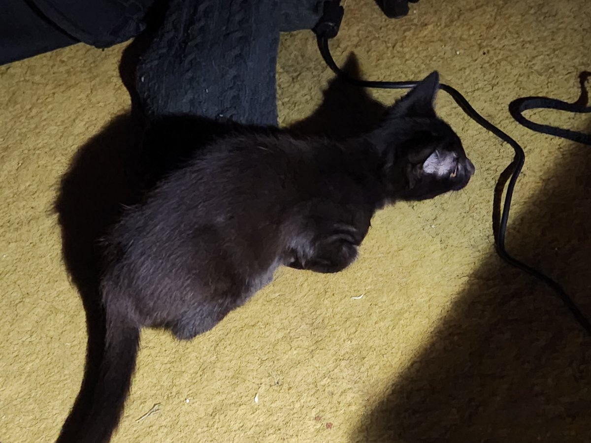 LynsieG6's tweet photo. In case some want to see, in September, our kitty Babyface had kittens.
She disappeared when they were 10 days old, and I've been raising them since.
So here's my baby's babies.
Boo (black/girl), Sweetums (grey/girl), and Wiki (tabby/boy...adopted two weeks ago, renamed Helios.) https://t.co/NeOpyUSggG