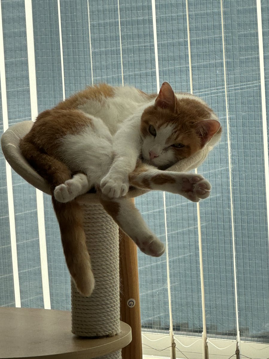 闘病中だったうちのヤマト永眠しました。

9歳と10ヶ月です。もう少し幸せな時間をあげたかったけど
在宅業というメリットを活かして、彼と
たくさん一緒に過ごせたので悔いはないです。

2016年に僕がちっとも漫画売れなくてお先真っ暗な時に
当時漫画家同士でシェアハウスしていた我が家に 