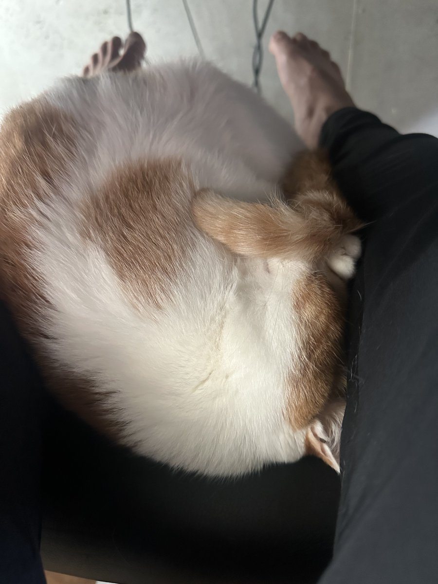 闘病中だったうちのヤマト永眠しました。

9歳と10ヶ月です。もう少し幸せな時間をあげたかったけど
在宅業というメリットを活かして、彼と
たくさん一緒に過ごせたので悔いはないです。

2016年に僕がちっとも漫画売れなくてお先真っ暗な時に
当時漫画家同士でシェアハウスしていた我が家に 