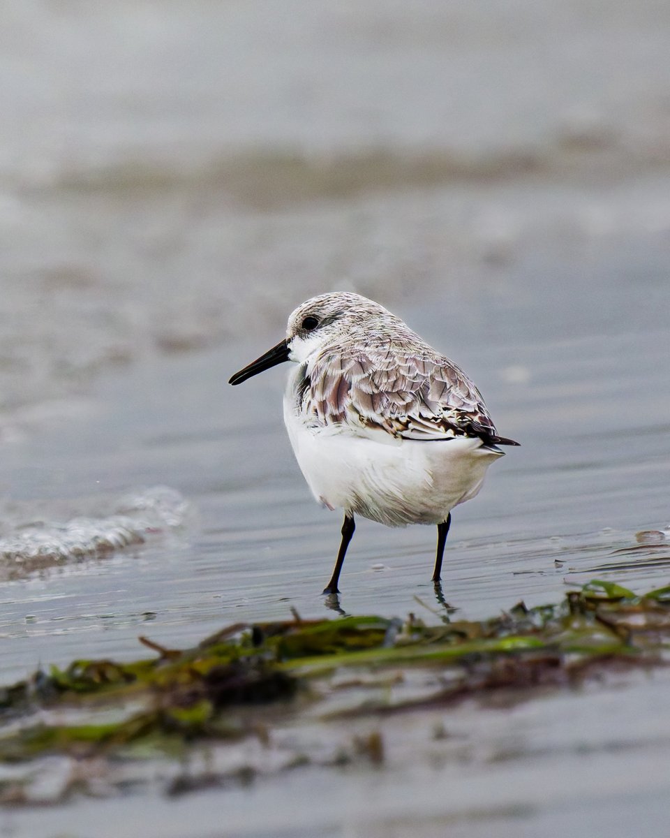 Henrik_Frietsch's tweet photo. A new lifer for me a Sanderling (Sandlöpare) 🥳Photographed at Falsterbo. I was surprised by how close  it would just run up to me 😅 Think I was less than 5m away from it
#ThePhotoHour #BBCWildlifePOTD #SonyAlpha #NaturePhotography #wildlife #wildlifephotography #BirdsSeenIn2026 https://t.co/utnDHKsHPt