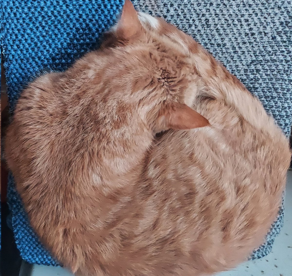 Ми з котом невиспані через їбучу русню, тільки кіт скрутився в круасанчик і спить, а я прийшла просити грошей перед роботою. 
На потреби 11 роти особливого призначення "Хартії" (тактичні рукавички, акумулятори до рацій, тренажери для стрільби, магазини).
send.monobank.ua/jar/2Kmr4Jzoaz