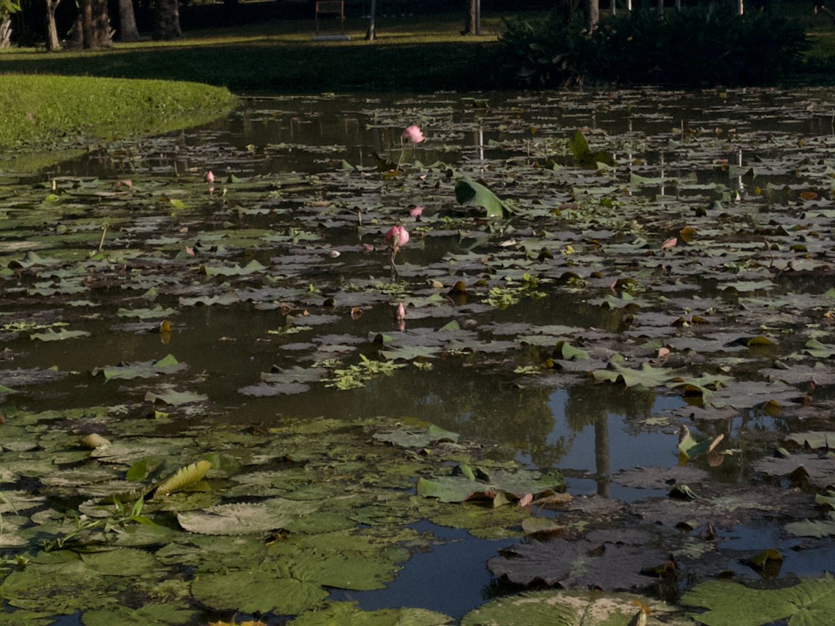 madeyellowdisk's tweet image. 