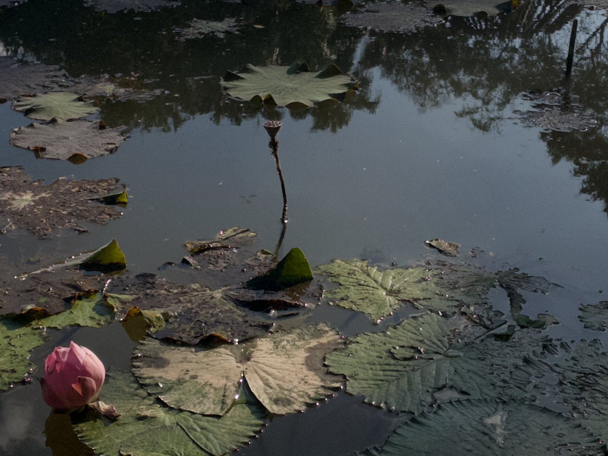 madeyellowdisk's tweet image. 