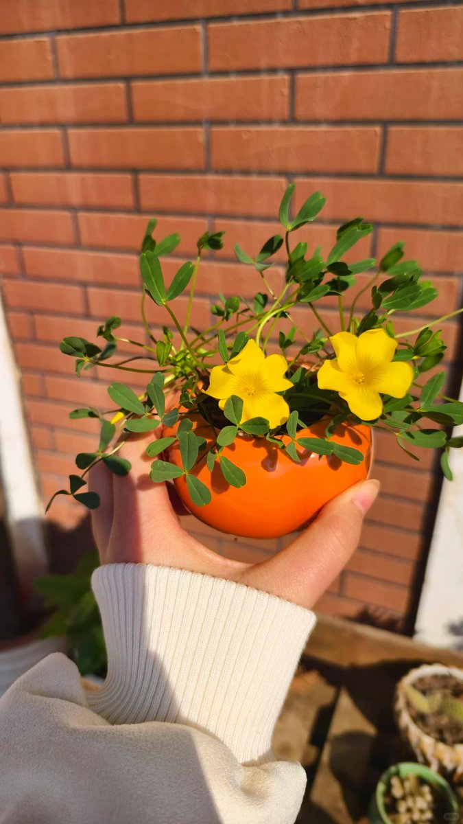 aaadg23's tweet photo. 陽光是最好的濾鏡
終於等到納馬誇那開花啦
#種花日記 #納馬誇那 https://t.co/qd7bGR60aN
