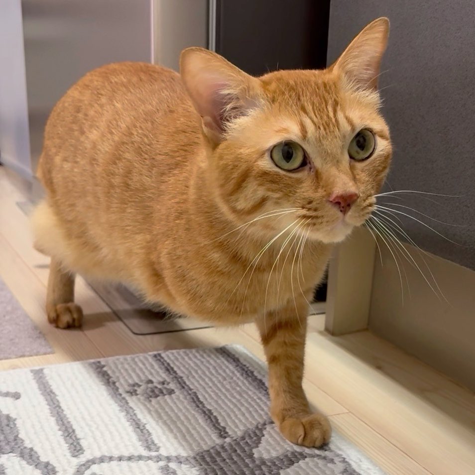 くられお くられ (@reraku) / Posts / X