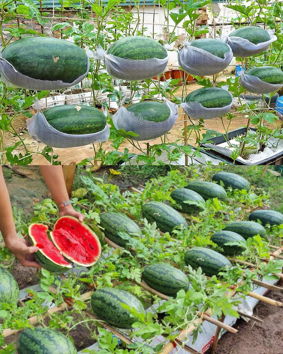 How Many Watermelons Per Plant? Pro Tips to Maximize Production, image size:960x1200