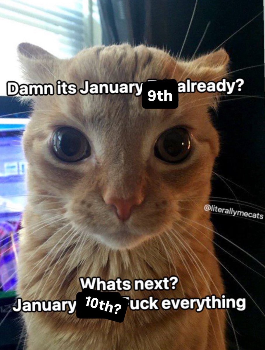 literallymecats's tweet image. 