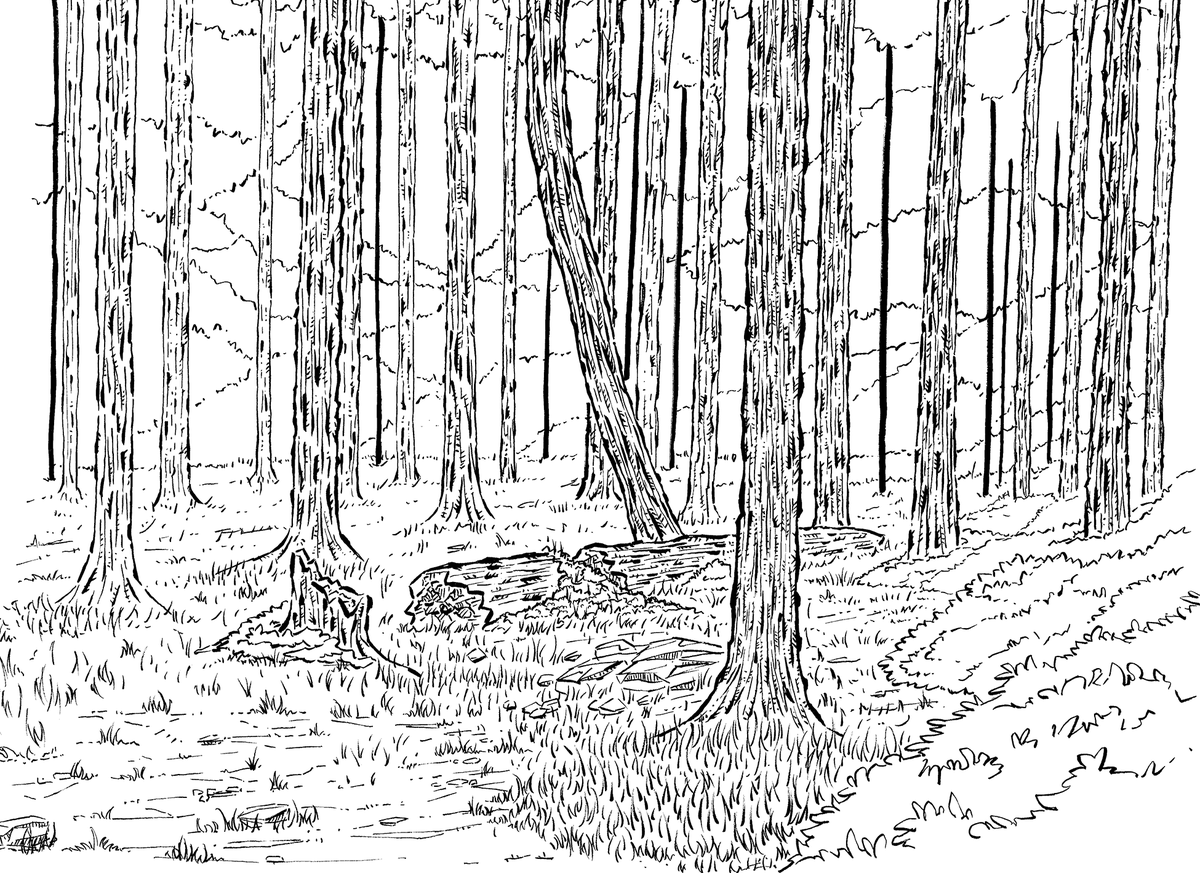 Hatchy86753o9's tweet photo. Here is the background pencils to my most recent piece. Figured I show it as most of it will be covered when I drop the final art.
I decided to spend a week and just draw trees. https://t.co/5OuJ8Oz0Qd