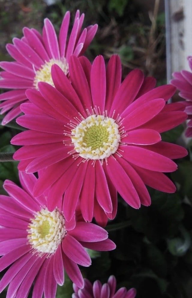 🍇 ゆゆまる ♋️ (@yuyumaru_718) / Posts / X