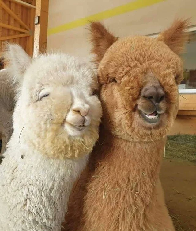 aca en stream con mi alpaca 😝😝😝😝😝😝
twitch.tv/str_starboy
<a href="/1_urix/">Urix 👑</a>