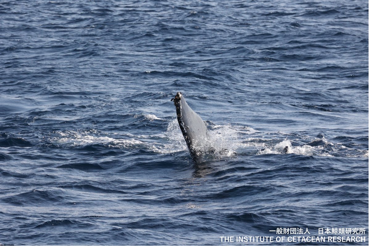 八丈島クジラ目撃情報🐳】 昨日1月8日の日本鯨類研究所調査チームから