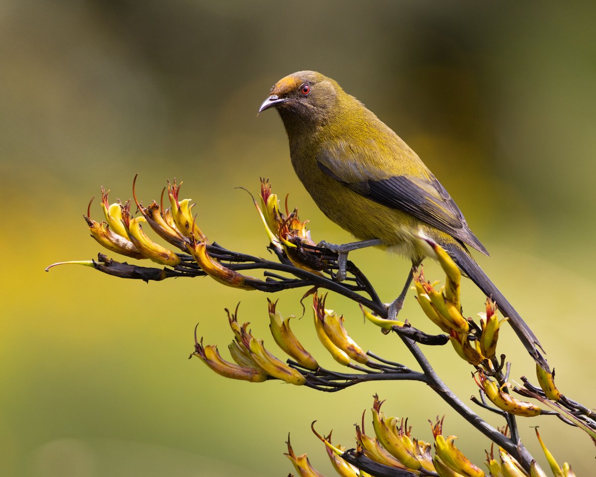 DrPaulSorrell's tweet photo. A smart male korimako (bellbird) on wharariki or mountain flax. #birdphotography #TwitterNatureCommunity #BirdsOfTwitter #birds #nzbirds #wildlifephotography #NaturePhotography #BBCWildlifePOTD #BirdsSeenIn2026 #Audubon #ThePhotoHour #PhotoOfTheDay #Bellbird #Korimako https://t.co/nEkNPfAHtU