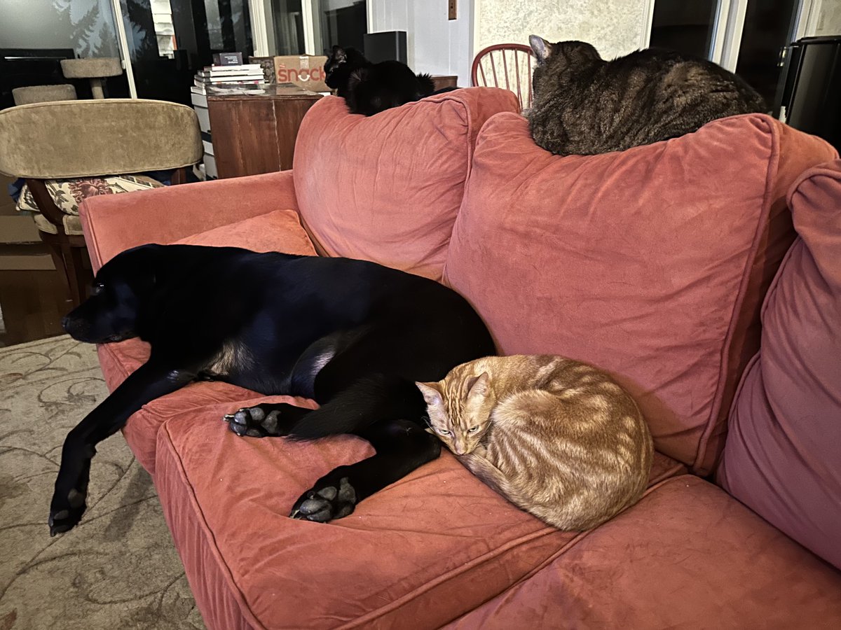 growingupzee's tweet image. Jake and his feline Secret Service agents.  #CatsOfTwitter #love